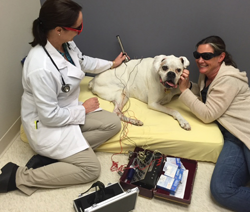 performing cold laser therapy on a dog