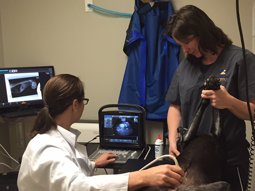 performing an ultrasound on a dog