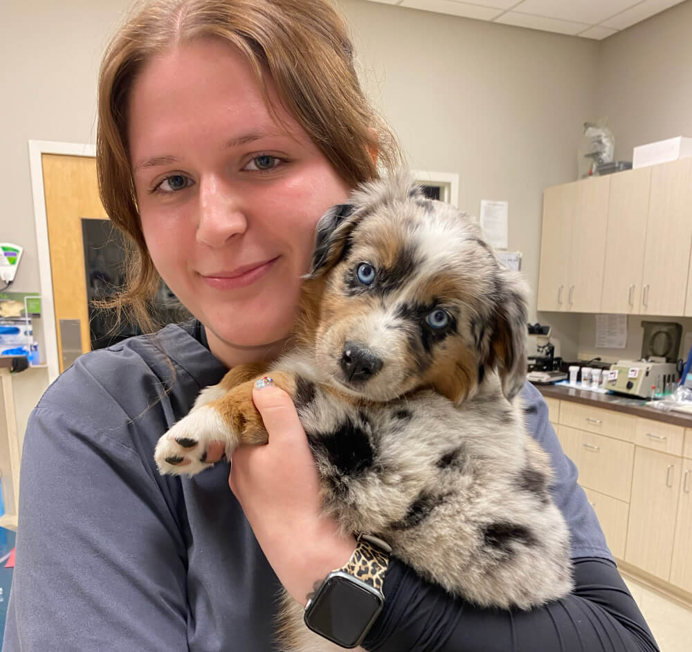 Veterinary technician holding a blue merle Australian Shepherd puppy during a prescription consultation in Kingston