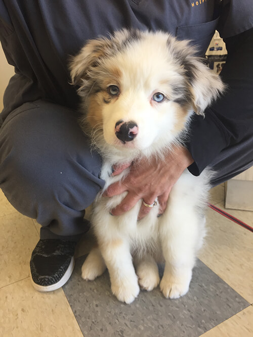 Adorable Australian Shepherd puppy with blue eyes being held at a veterinary clinic for vaccinations in Kingston