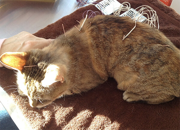 Relaxed cat receiving acupuncture treatment with needles placed along the back, representing integrative therapy services in Kingston