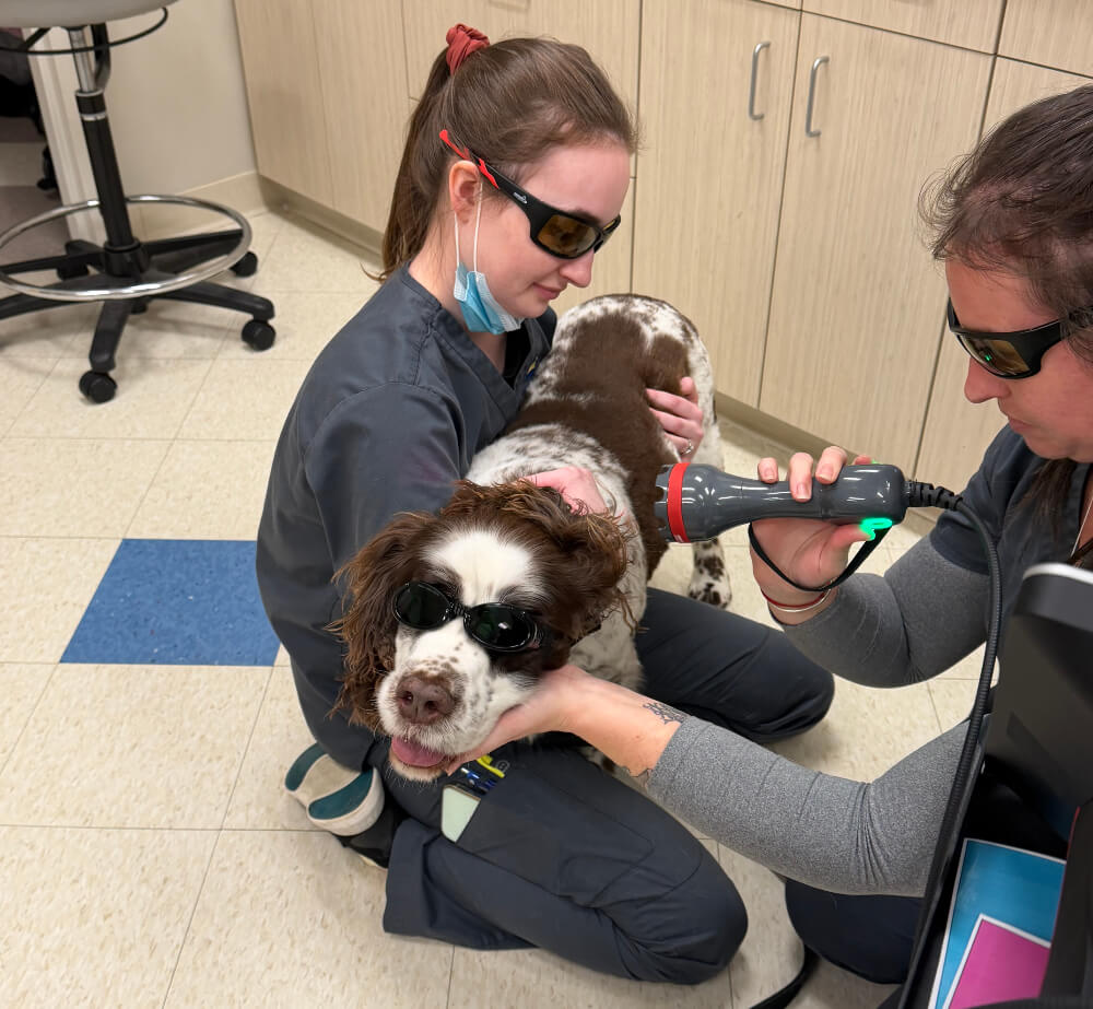 Spaniel dog wearing protective goggles receiving laser therapy treatment from veterinary staff in Kingston
