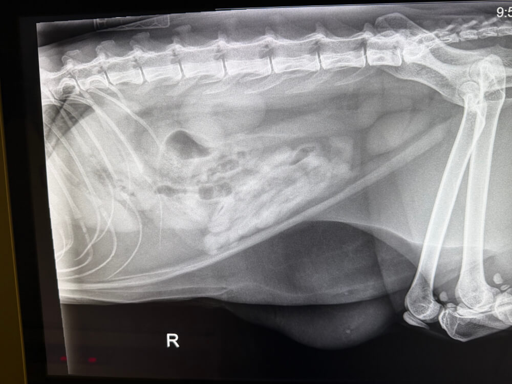 Digital radiograph showing a dog's spine and abdomen during a veterinary diagnostic imaging exam in Kingston