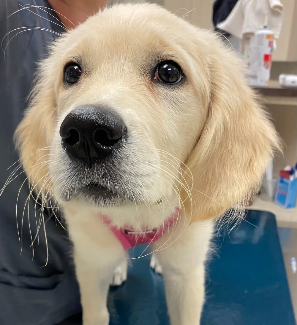 Young golden retriever puppy with a pink collar standing on a veterinary exam table for dog care services in Kingston