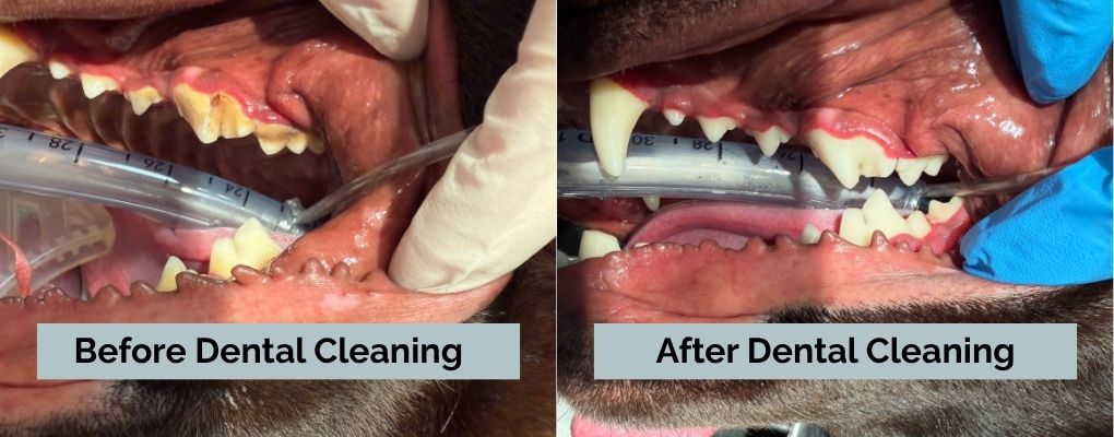 morningstarbeforeandafterdentalcleaning