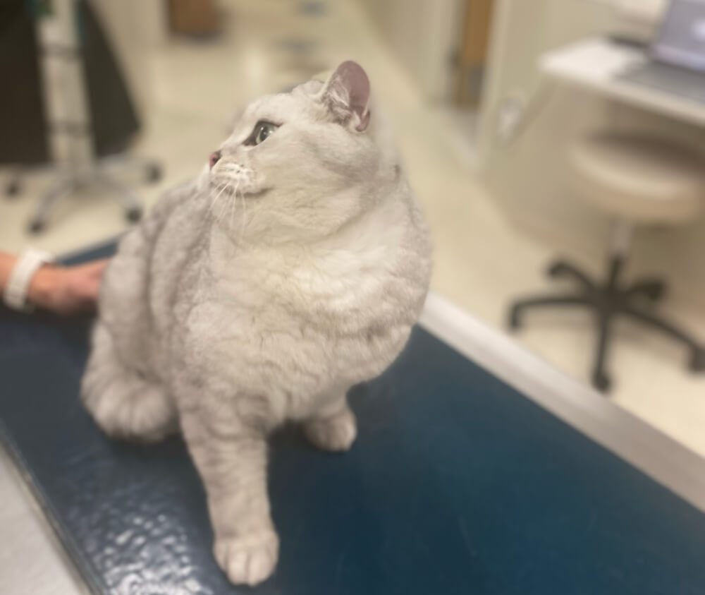 Silver tabby cat sitting on a veterinary exam table during a cat care appointment in Kingston