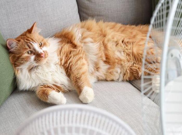 Can Cats Get Heatstroke Indoors?