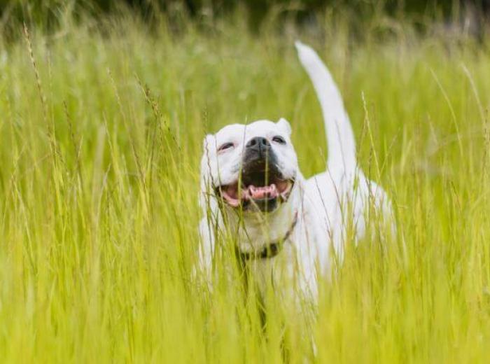 What Does a Tick Bite Look Like on a Dog?