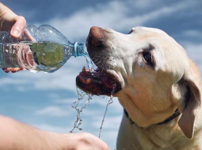 Why Is My Pet Drinking More Water Than Usual?